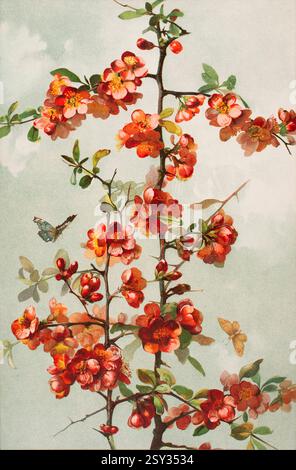 Japanischer quittenstrauch Farbhalbton der roten Apfelblüte, Aquarellmalerei des deutschen Landschaftsmalers Johann Hans Beckmann aus Dekorativ V Stockfoto