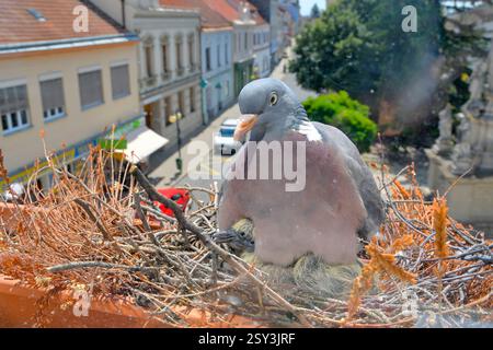Eine Taube wärmt die jungen Tauben. Ein paar Tauben haben ein Nest auf der Fensterbank gebaut. Das Taubenleben in der Stadt Stockfoto