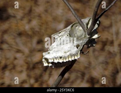 Schädel des Weißwedelhirsches Stockfoto