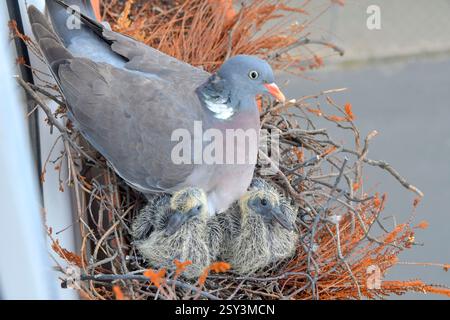 Die Taube wärmt die jungen Tauben. Tauben und Jungvögel. Ein Paar Tauben hat ein Nest in einem Blumenkasten auf einer Fensterbank gebaut. Blick von oben. Vogelwelt in Stockfoto
