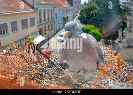 Eine Taube wärmt die jungen Tauben. Ein paar Tauben haben ein Nest auf der Fensterbank gebaut. Das Taubenleben in der Stadt Stockfoto