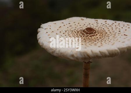 Nahaufnahme eines falschen Sonnenschirmpilzes in einer natürlichen Waldlandschaft. Stockfoto