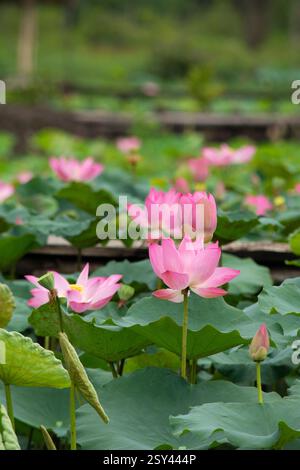 Lotusblüte in einem Vetical Mobile im Teich Stockfoto