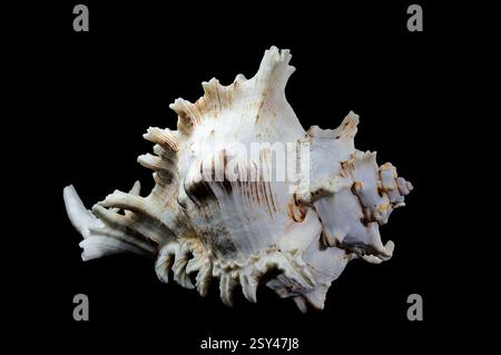 Chicoreus ramosus, allgemein bekannt als die ramose murex Shell vor schwarzem Hintergrund Stockfoto