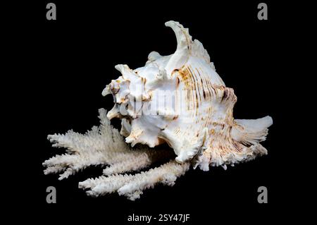 Chicoreus ramosus, allgemein bekannt als ramose murex Shell, auf weißen Korallen vor schwarzem Hintergrund Stockfoto