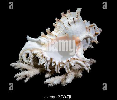 Chicoreus ramosus, allgemein bekannt als ramose murex Shell, auf weißen Korallen vor schwarzem Hintergrund Stockfoto