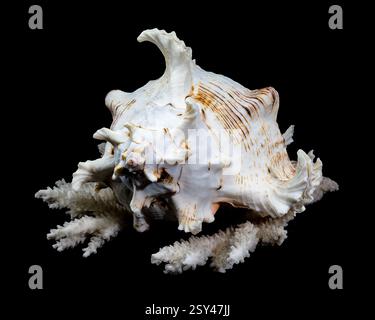 Chicoreus ramosus, allgemein bekannt als ramose murex Shell, auf weißen Korallen vor schwarzem Hintergrund Stockfoto
