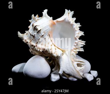 Chicoreus ramosus, allgemein bekannt als ramose murex Shell, auf glatten weißen Felsen vor schwarzem Hintergrund Stockfoto