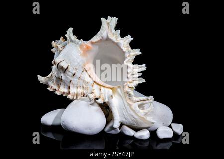 Chicoreus ramosus, allgemein bekannt als ramose murex Shell, auf glatten weißen Felsen vor schwarzem Hintergrund Stockfoto