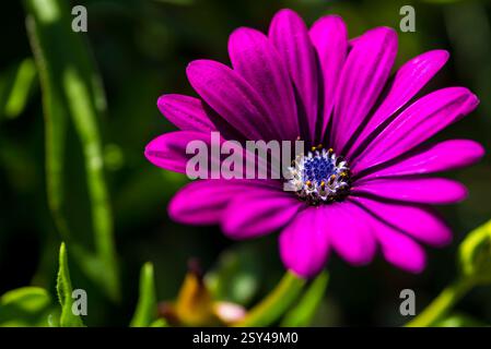 Makro lila Gänseblümchen mit lebendigen Blütenblättern und detailliertem Zentrum bei natürlichem Licht Stockfoto