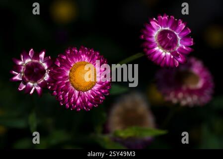 Nahaufnahme von violetten Erdbeeren mit gelben Zentren vor dunklem Hintergrund Stockfoto