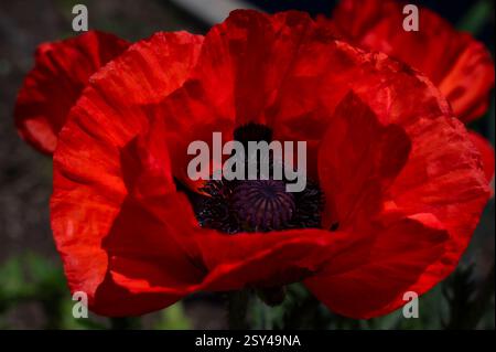 Nahaufnahme einer lebendigen roten Mohnblume in voller Blüte im Freien Stockfoto