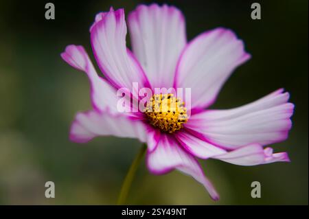 Rosa und weiße Blume mit gelber Mitte im scharfen Fokus Stockfoto