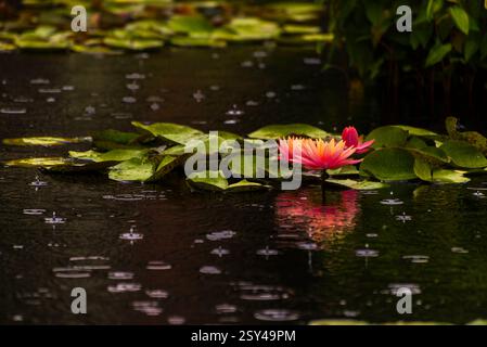 Leuchtende rosafarbene Wasserlilie blüht im Regen auf einer reflektierenden Teichoberfläche Stockfoto