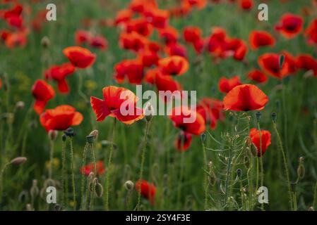 Nahaufnahme von leuchtend roten Mohnblumen, die im Hintergrund der Abendsonne auf einem grünen Feld, Niedersachsen, Deutschland, Europa, schweben Stockfoto