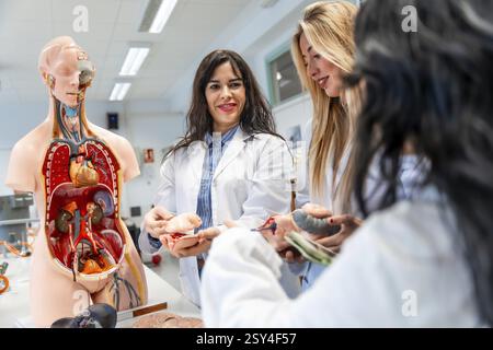 Medizinstudierende zur Untersuchung anatomischer Modelle und Organreplikate im Anatomieunterricht an der Universität Stockfoto