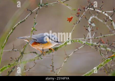 Die Eurasische Nuthatch (Sitta europaea). Sitzt auf einem Baumzweig Stockfoto