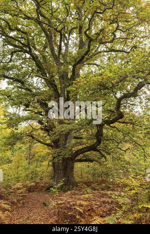 Die Rapp-Eiche im Sababurger Urwald, eine imposante alte englische Eiche (Quercus robur) mit breiten Zweigen im Herbstwald Reinhardswald Stockfoto