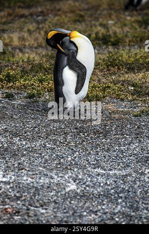 Königspinguin (Aptenodytes patagonicus), der seine Federn pflegt, Martillon Island, Beagle Channel, Ushuaia, Argentinien, Südamerika Stockfoto