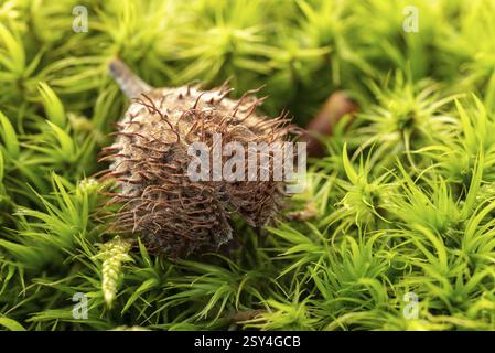 Nahaufnahme des getrockneten Fruchtbechers einer Buche auf einem dichten grünen Moosteppich, Niedersachsen, Deutschland, Europa Stockfoto