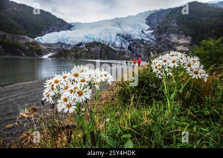 Blühende Blumen am Rand des Kondor-Gletschers, Cordillera Darwin, nordöstliche Ausläufer des Beagle-Kanals, Feuerland, Feuerland Stockfoto