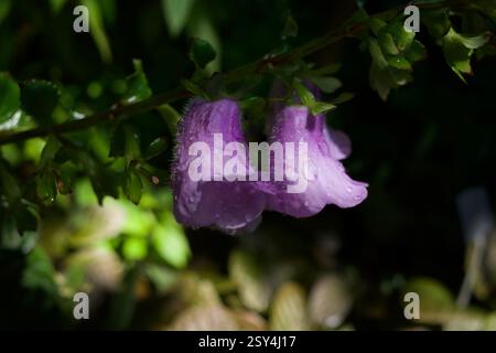 Lila Foxhandschuh Blüten. Digitalis ist eine Gattung von etwa 20 Arten von krautigen Stauden, Sträuchern und Biennalen, die allgemein als Fuchshandschuhe bezeichnet werden. Stockfoto