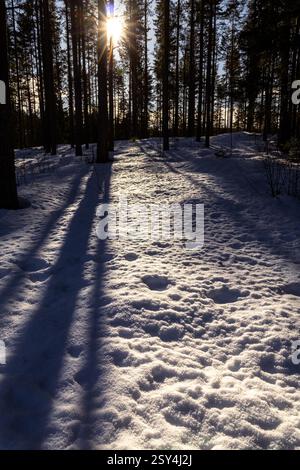 Goldenes Licht zieht sich durch die Kiefern und malt den Schnee in Wärme und Schatten – eine flüchtige Umarmung des Winters Stockfoto