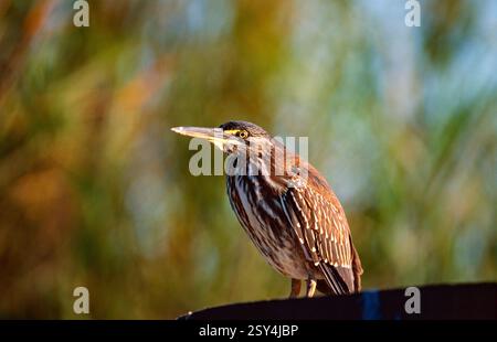 Mangrovereiher, Butorides striata, Jugendkleid, Krüger Nationalpark, Südafrika striated Reiher, Butorides striata, Jugendlicher, Kruger-Nationalpark, Sout Stockfoto