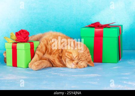 Ein süßes rotes Kätzchen liegt neben zwei Geschenkboxen, die mit einem roten Band gebunden sind Stockfoto