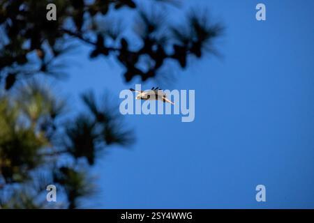 Der Rotschwanzfalke (Buteo jamaicensis) im Flug Stockfoto
