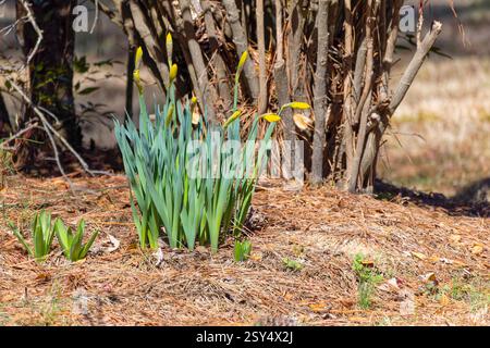 Narzissen wachsen im Garten, eine der ersten Frühlingsblumen Stockfoto