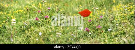 Roter Mohn blüht zwischen wilden Alpenblumen auf einer Wiese im Alpenberg Stockfoto