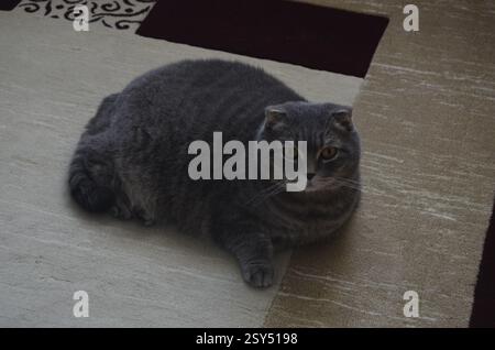 Graue Schottische Faltkatze Sitzend. Stockfoto