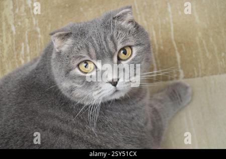 Graue Schottische Faltkatze Sitzend. Stockfoto