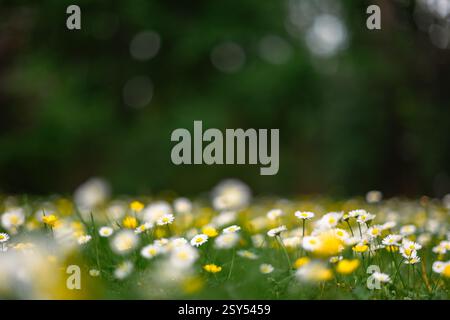 Frühlingswald mit zarten weißen und gelben Blüten. Nahaufnahme einer blühenden Naturlandschaft Stockfoto