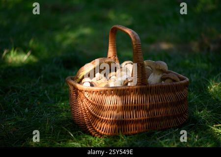 Rustikaler Korb mit Pilzen auf einer Waldwiese, die mit grünem, üppigem Gras bedeckt ist. Wilde Pilzjagd im Sommer Stockfoto