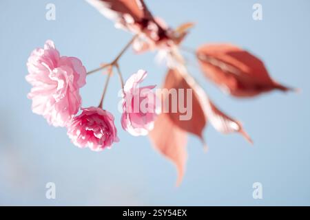 Floraler Hintergrund von Sakura-Blüten mit Blättern und zarten Blütenblättern in pastellrosa Farbe Stockfoto