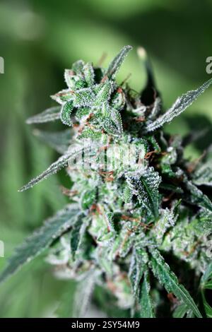 Nahaufnahme von klebrigen Trichomen auf einer Cannabis Indica sativa Blume. Anbau und Anbau von medizinischem Marihuana Stockfoto