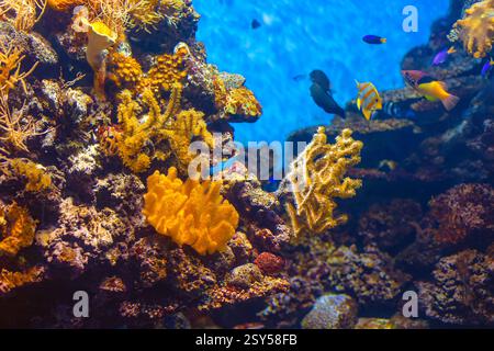 Lebendige Unterwasserszene mit Korallenriffen mit verschiedenen Arten von Korallen und farbenfrohen Fischen, die herumschwimmen. Lebendiges Korallenriff voller Leben Stockfoto