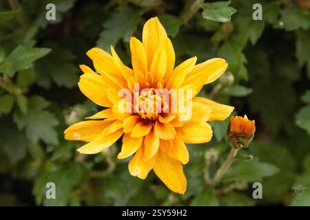 Nahaufnahme einer gelben Chrysanthemenblume, umgeben von einer kleinen Blütenknospe, mit einem verschwommenen grünen Blatthintergrund, im botanischen Garten Stockfoto