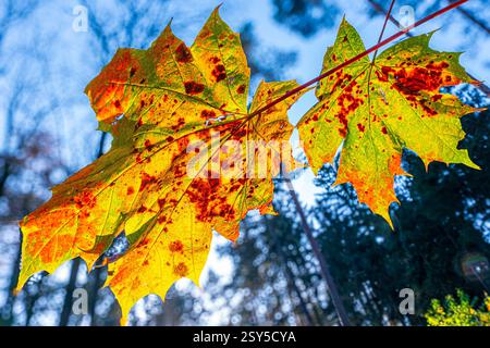 Norwegischer Ahorn (Acer platanoides), Herbstfarbene Ahornblätter im Hintergrund, Deutschland, Nordrhein-Westfalen, Senne Stockfoto