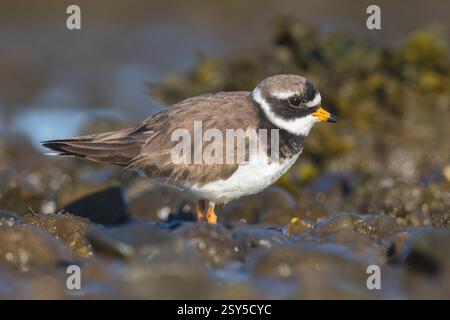 Ringpfeifer (Charadrius hiaticula psammodromus. Charadrius psammodromus), Seitenansicht eines auf dem Boden stehenden Erwachsenen, Island, Südregion Stockfoto