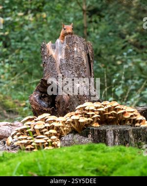 Europäisches Rotes Eichhörnchen, eurasisches Rotes Eichhörnchen (Sciurus vulgaris), sitzend auf einem verfaulten Baumstumpf mit zahlreichen Pilzen, Vorderansicht, Niederlande Stockfoto