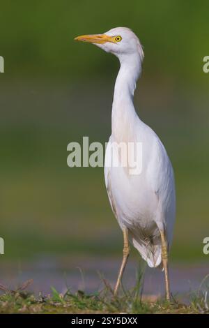 Rinderreiher, Buffreiher (Ardeola ibis, Bubulcus ibis), Vorderansicht eines Erwachsenen im Wintergefieder, der auf dem Boden steht, Italien, Kampanien Stockfoto