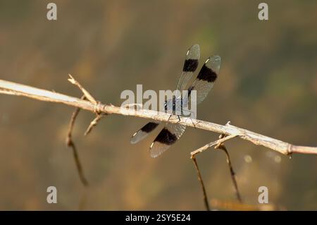 Gebänderter Bodenling, südlicher gebänderter Bodenling (Brachythemis leucosticta), auf einem Ast, Uganda Stockfoto