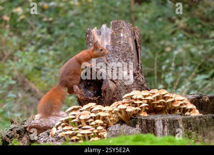 Europäisches Rotes Eichhörnchen, eurasisches Rotes Eichhörnchen (Sciurus vulgaris), sitzend auf einem verfaulten Baumstumpf mit zahlreichen Pilzen, Seitenansicht, Niederlande Stockfoto