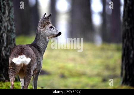 REH im Wald, Hirsch im Wald Stockfoto