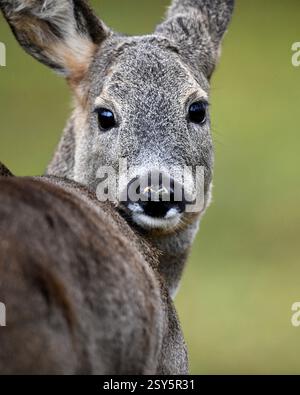 REH im Wald, Hirsch im Wald Stockfoto