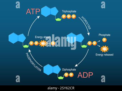 ATP ADP-Zyklus. Adenosintriphosphat ATP und Adenosindiphosphat ADP-Moleküle. Molekularchemische Strukturformel und Modell. Zelluläre Energie. K Stock Vektor