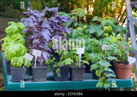 Setzlinge in Töpfen auf dem lokalen Markt. Basilikum, Petersilie, Tomaten und Pfeffer wachsen im rustikalen Laden. Vielfalt der Setzlinge. Hüttengarten. Stockfoto